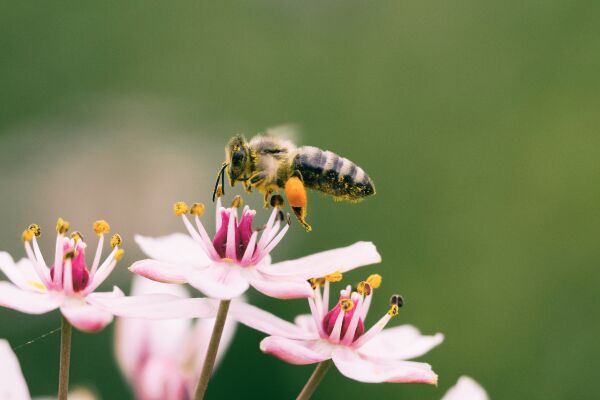 Biene_Aufklärung - © Aaron Burden/Unsplash