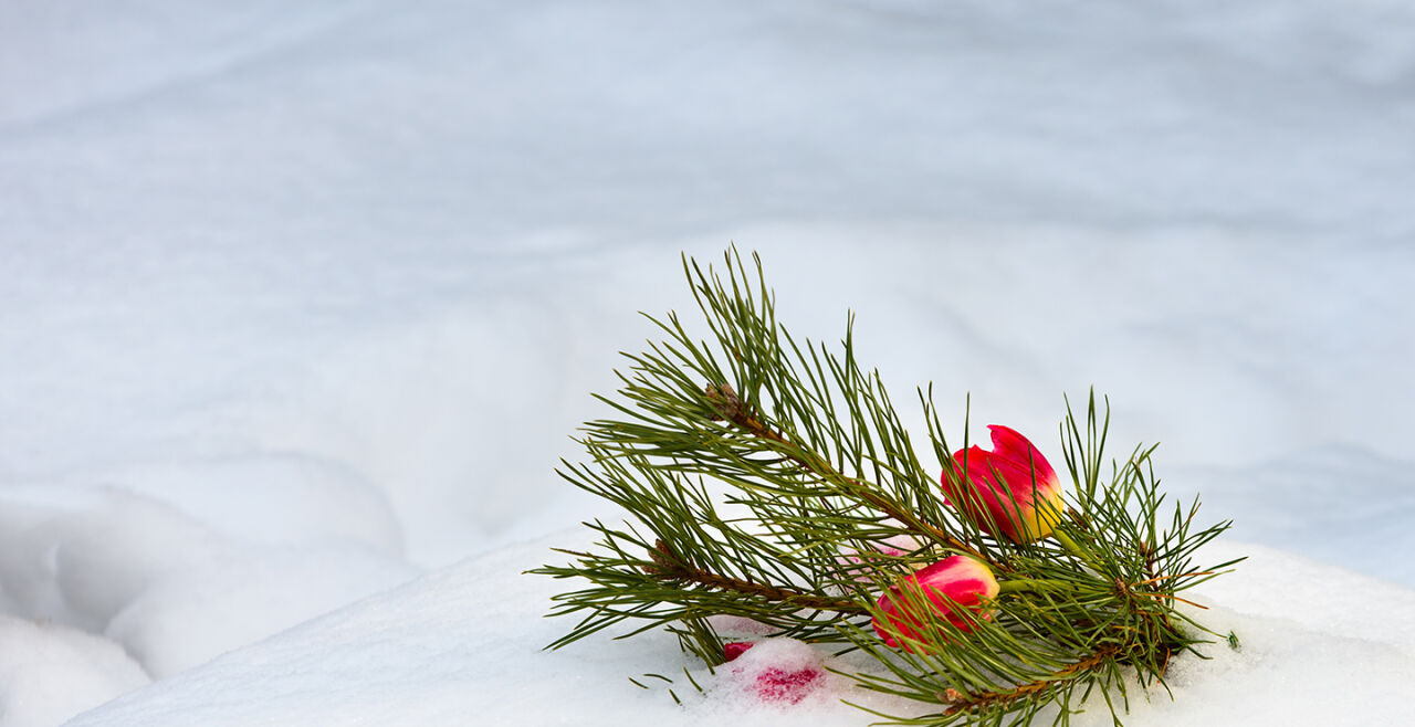 Trauer Weihnacht - © Foto: iStock/ Reimphoto