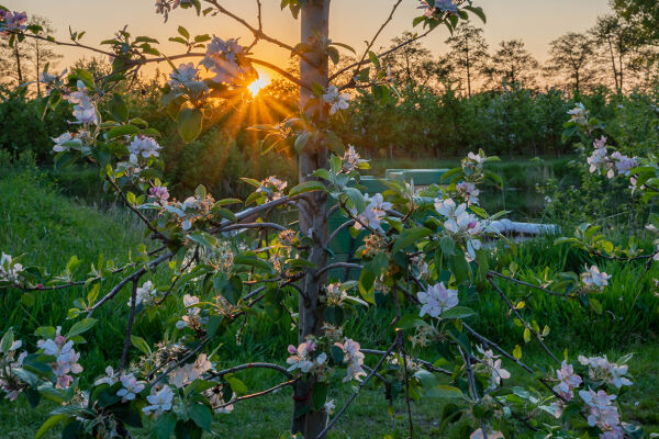 Baum Apfel Biodiversität Blühen - © Foto: iStock / Frederick Doerschem