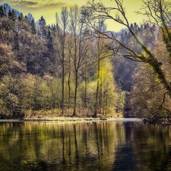 Wald - © Foto: Pixabay