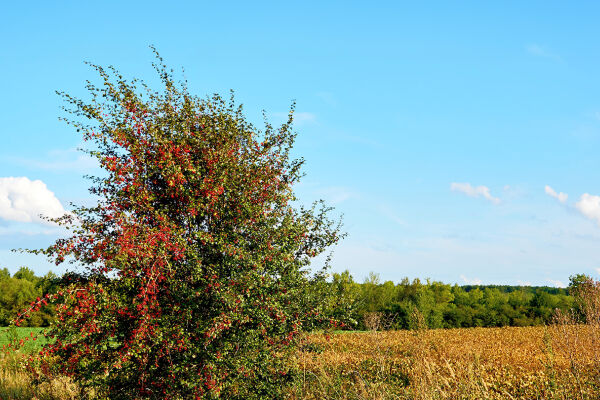 Agroforst Landwirtschaft - © Foto: iStock / Igor Radchenko