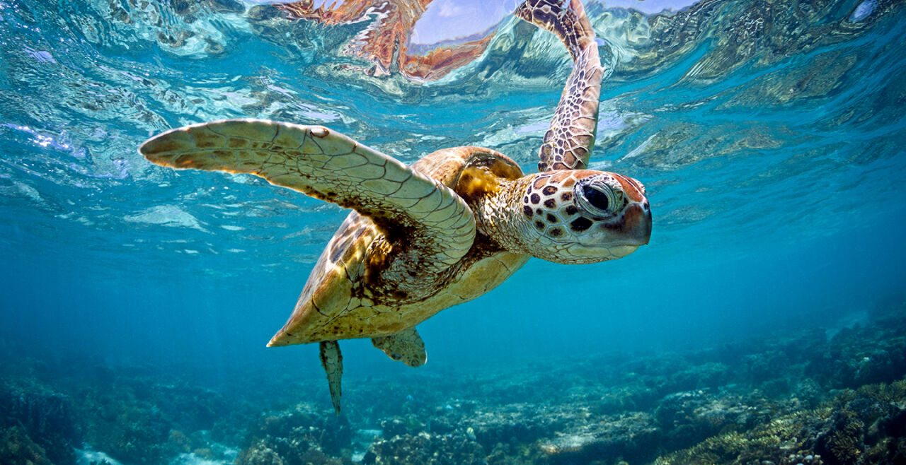 Meeresschildkröte Meer Unterwasser - © Foto: iStrock / Nautilus Creative