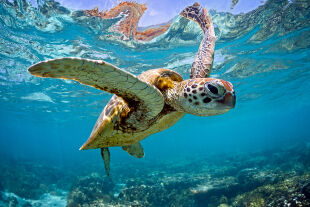 Meeresschildkröte Meer Unterwasser - © Foto: iStrock / Nautilus Creative