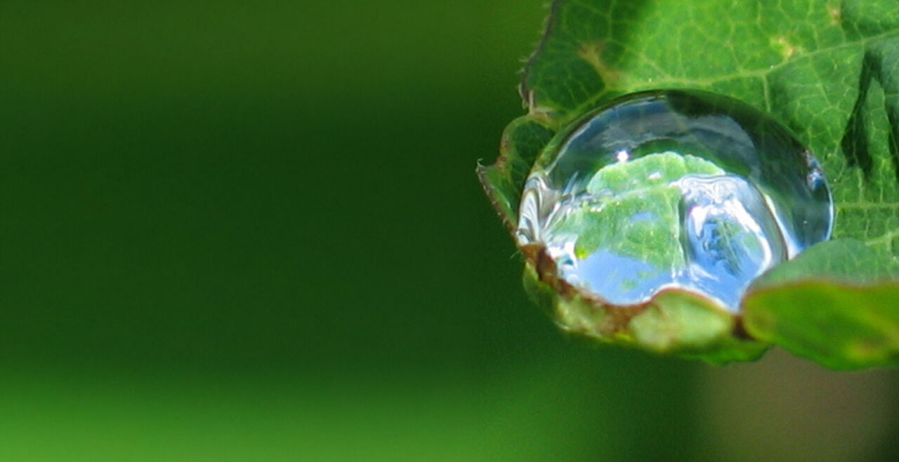 Tau Tropfen Wasser Natur - © Foto: Werner Weidinger