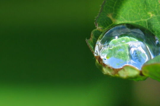 Tau Tropfen Wasser Natur - © Foto: Werner Weidinger