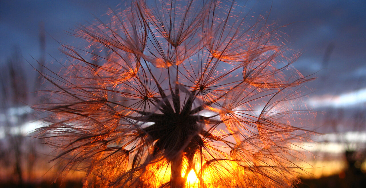 Achäne Blume Sonnenuntergang - © Foto: Werner Weidinger