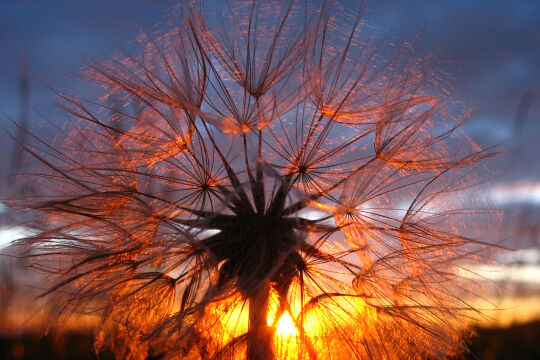 Achäne Blume Sonnenuntergang - © Foto: Werner Weidinger