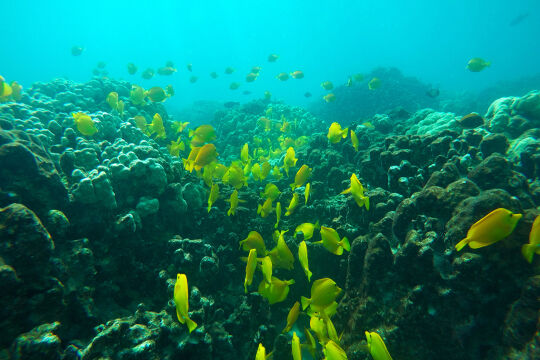 Versauerung - Die Auswirkungen der Übersäuerung des Meerwassers kann man bereits heute beobachten. Sie treffen ein Korallenriff umso schwerer, wenn es weiteren Stressfaktoren wie zum Beispiel Verschmutzung ausgesetzt ist. - © Foto: picturedesk.com / AP Photo / Brian Skoloff