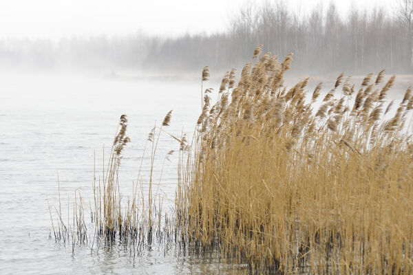 Schillfrohr - © Foto: iStockfoto