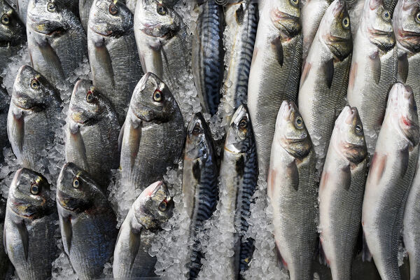 Fisch - © Foto: iStock/vision4ry-l4ngu4ge