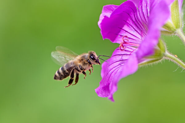 Biene - © Foto: iStock / manfredxy