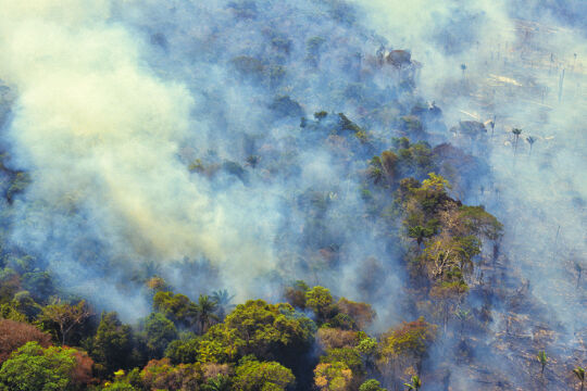 Urwald Amazonas - © Foto: iStock/Brasil2