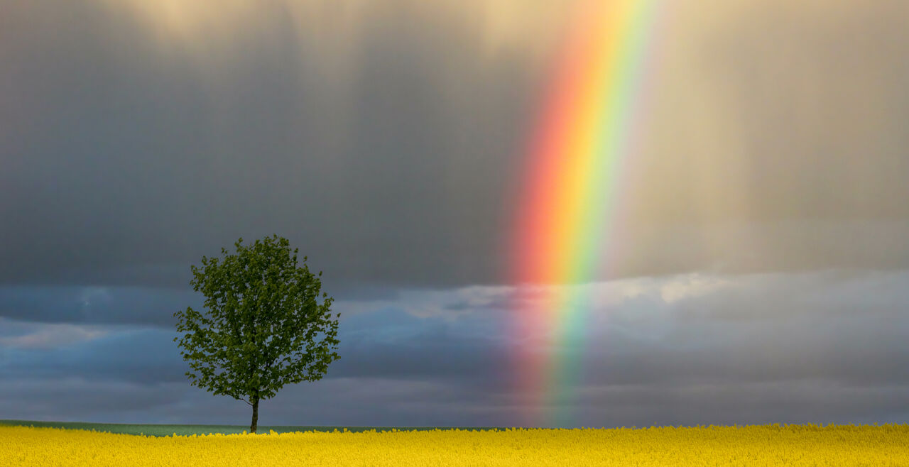 Regenbogen