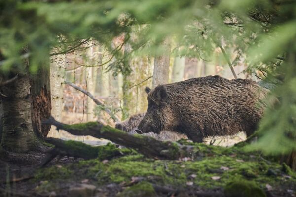 Wildschwein - © pixabay